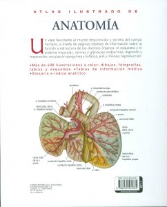 Atlas ilustrado de Anatomía C